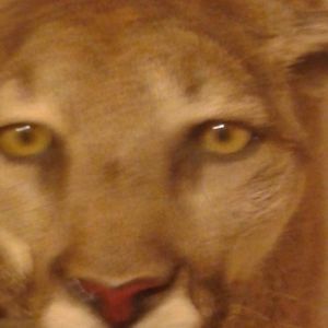 Meet your Posher, Dan